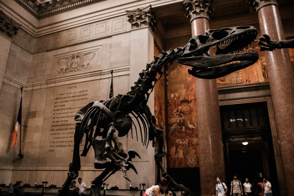 A dinosaur skeleton on display at the American Museum of Natural History, New York